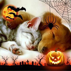 Meet your Posher, Bailey